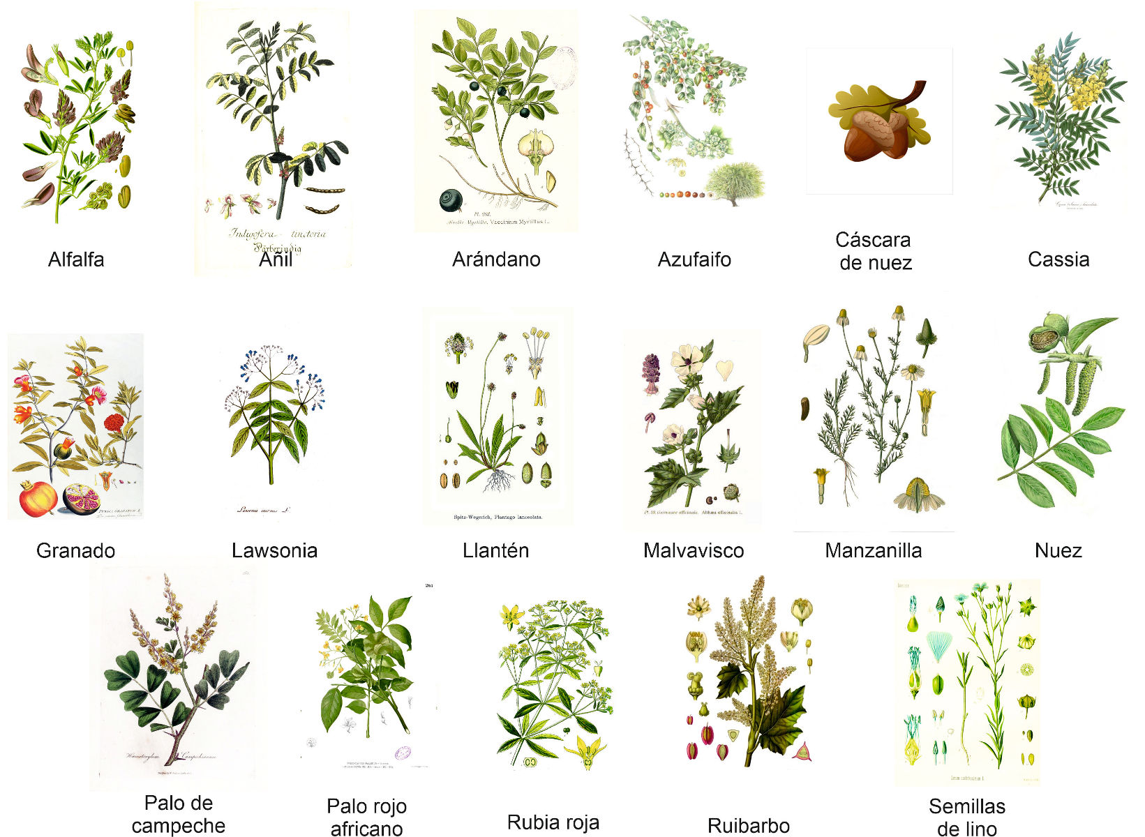 Plantas Naturalmente